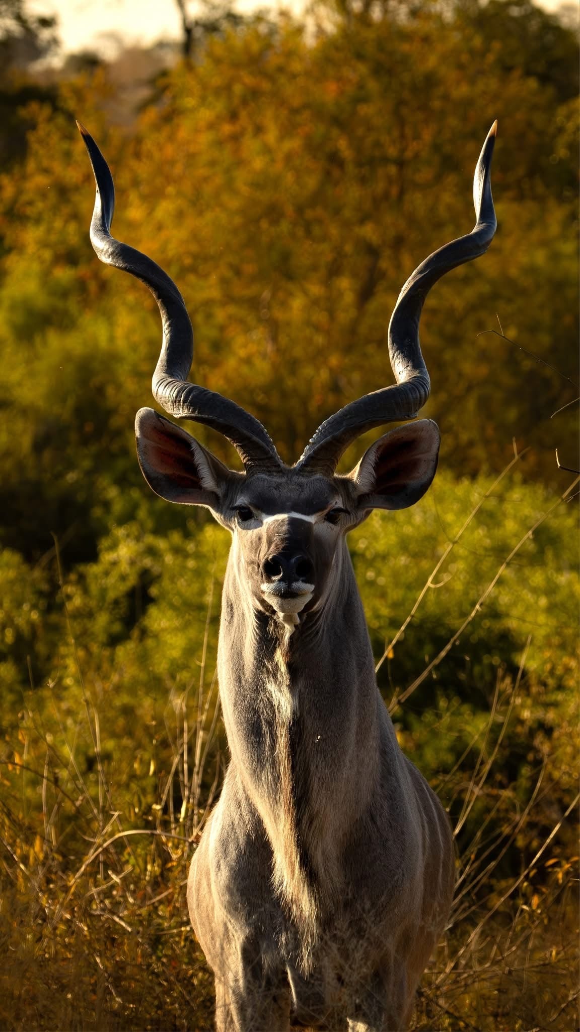 Retreat — Thanksgiving South Africa 2025 (Cape Town • Winelands • Private Safari) EARLY-BIRD SALE