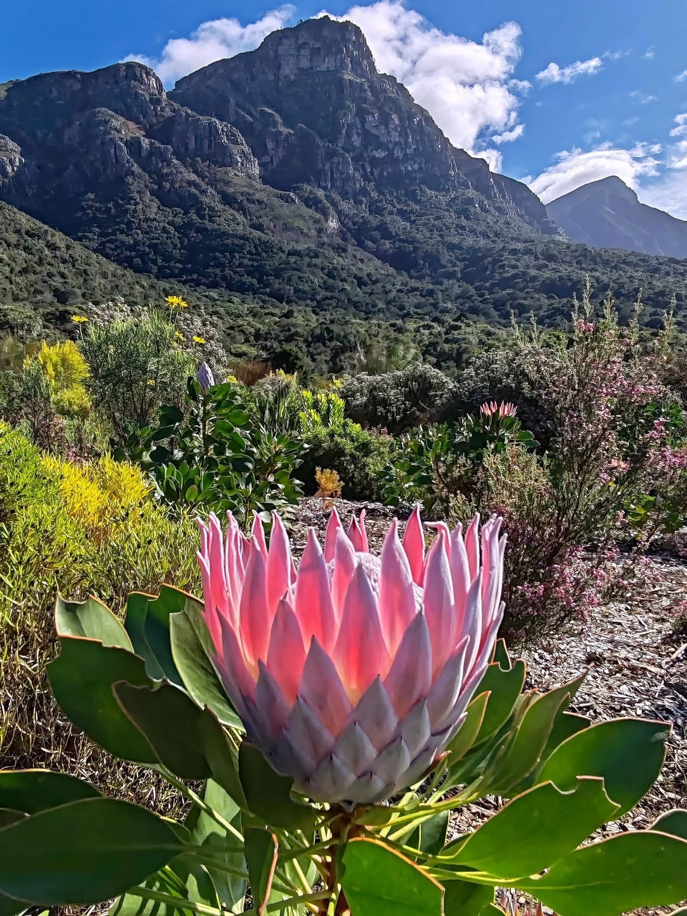Retreat — Thanksgiving South Africa 2025 (Cape Town • Winelands • Private Safari) EARLY-BIRD SALE
