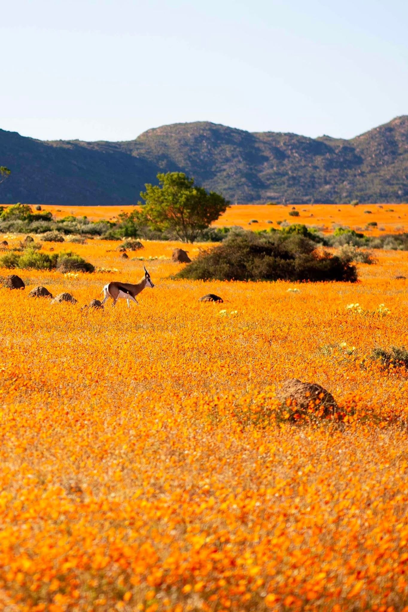 Retreat — Thanksgiving South Africa 2025 (Cape Town • Winelands • Private Safari) EARLY-BIRD SALE